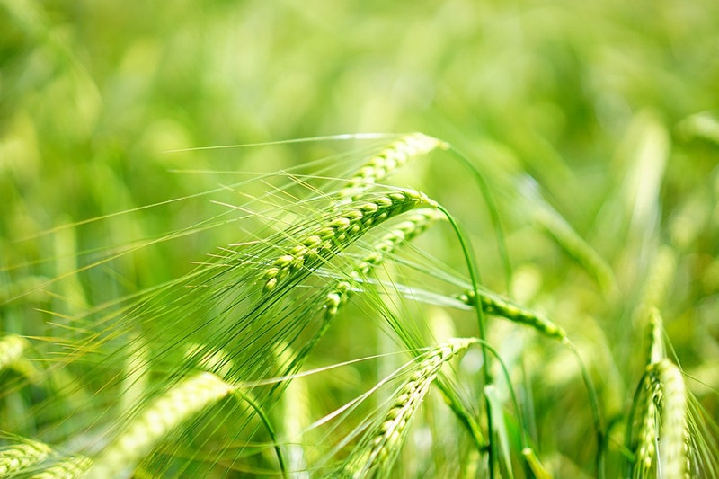 Young Barley Grass