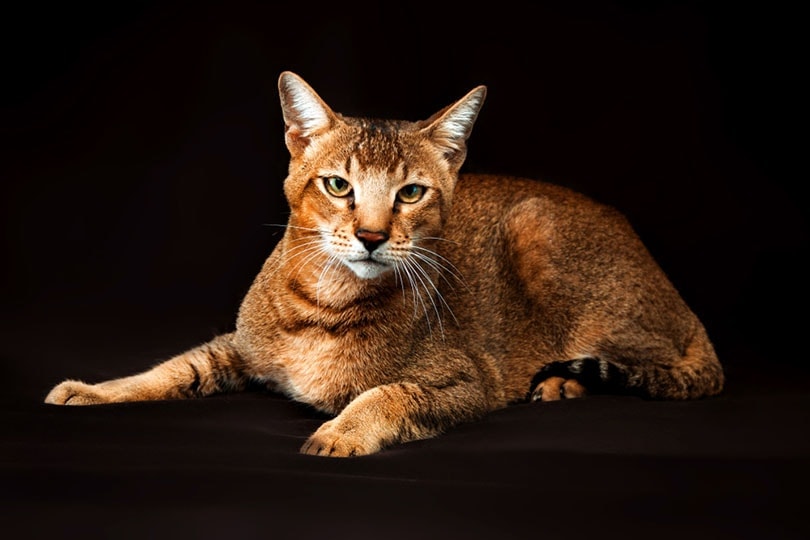 a Chausie in dark background