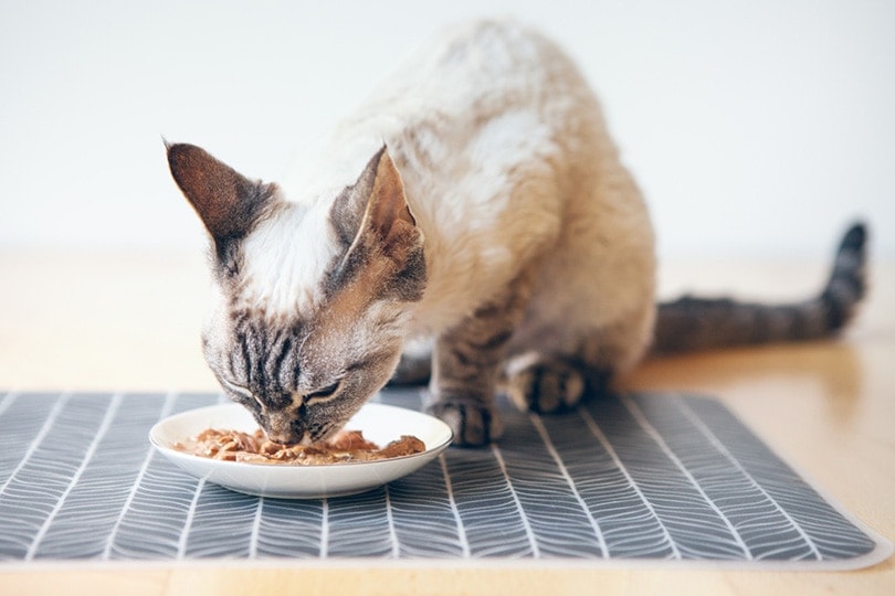 a Devon Rex cat eating from a white ceramic plate
