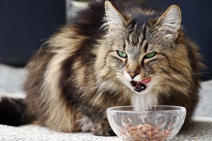 A Norwegian Forest Cat eating food from a bowl