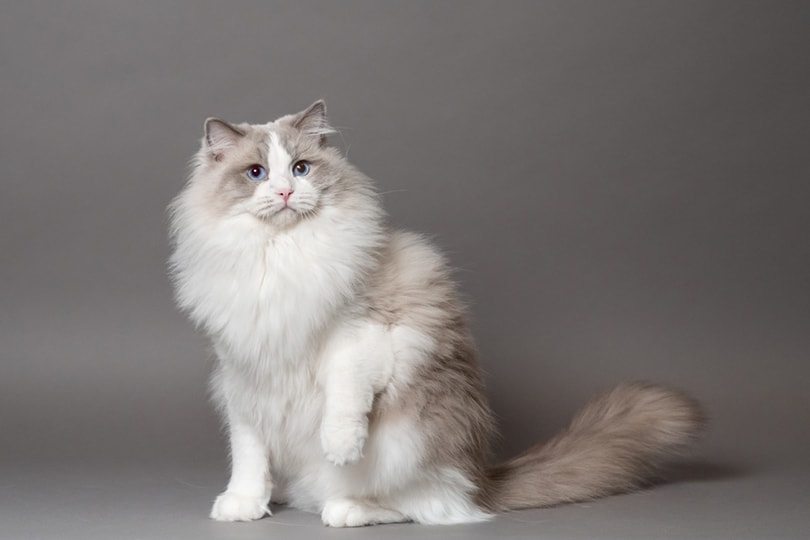 a beautiful male bicolor Ragdoll cat on a gray background