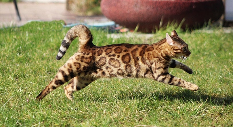 một con mèo bengal đang chạy ngoài trời