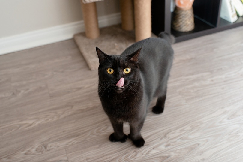 a black polydactyl cat licking its mouth