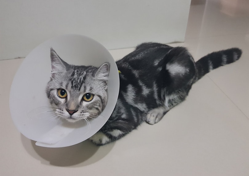 a cat after neutering with elizabeth collar