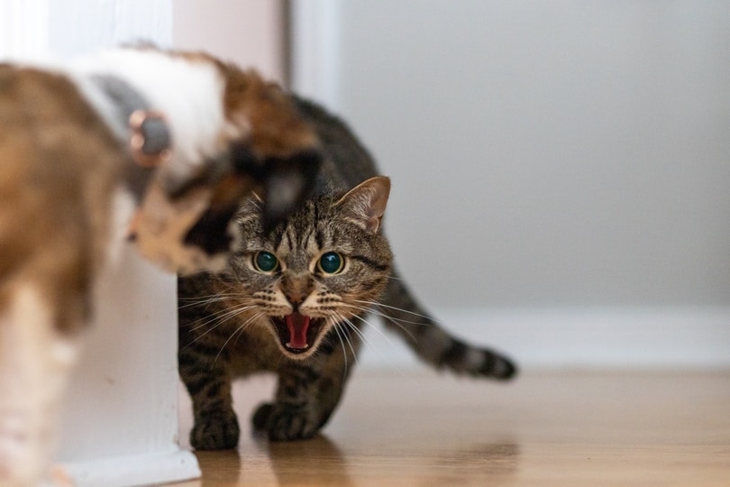 a cat gets angry at the dog