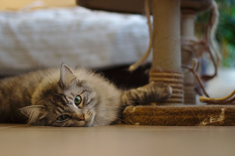 một con mèo nằm trên sàn nhà trong khi cào một cái cột