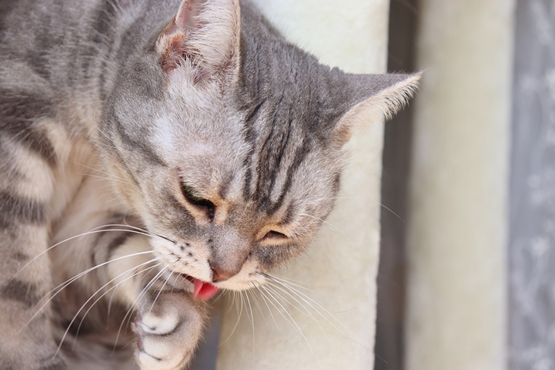 một con mèo cảm thấy ốm và dường như nôn mửa