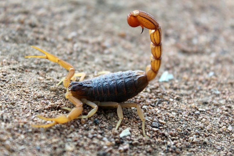 a close up of a scorpion on stones