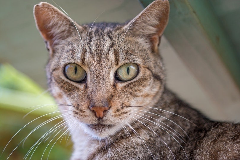 a close up of a tabby cat's whiskers