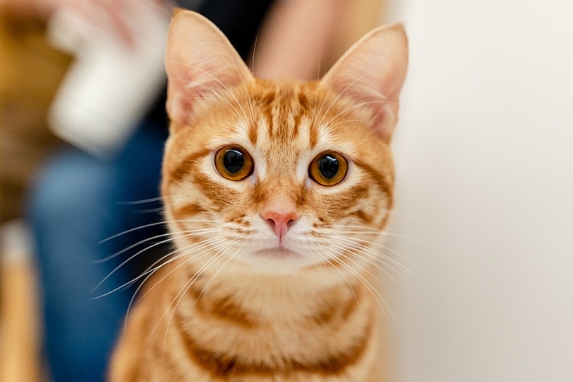 cận cảnh một con mèo mướp màu cam
