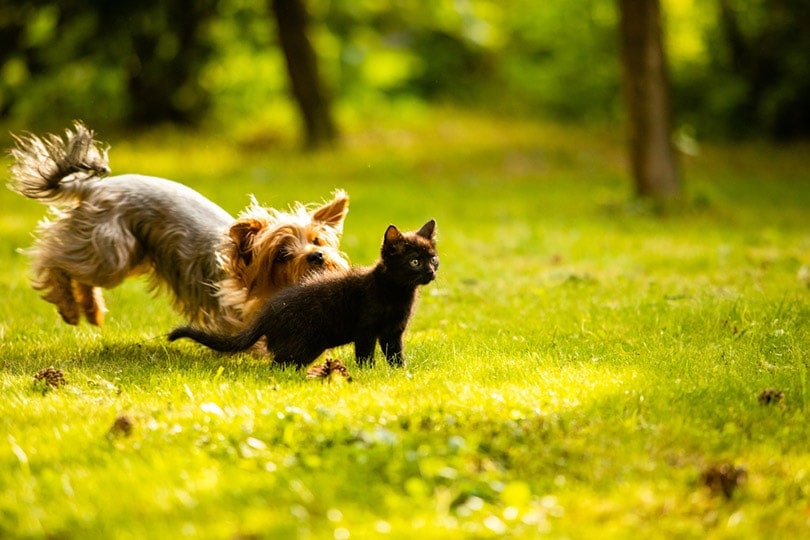 a dog chasing a black kitten