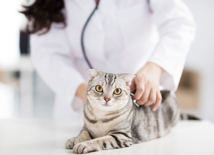 một nữ bác sĩ thú y với con mèo