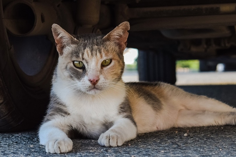 một con mèo hoang nằm dưới gầm ô tô
