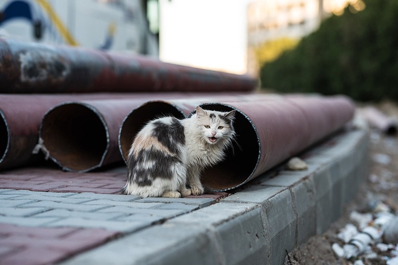 một con mèo hoang ngồi gần ống kim loại