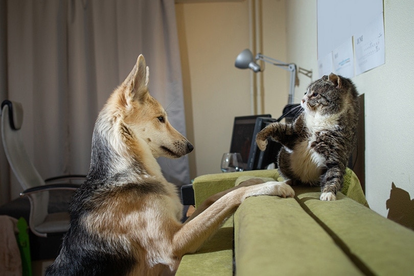 a german shepherd dog teasing and playing with gray cat at home