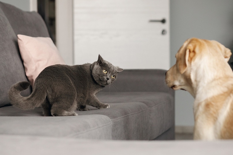 một con mèo xám và một con chó labrador nhìn nhau