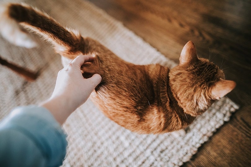 Gato atigrado de color anaranjado con el rabo levantado de pie sobre el césped