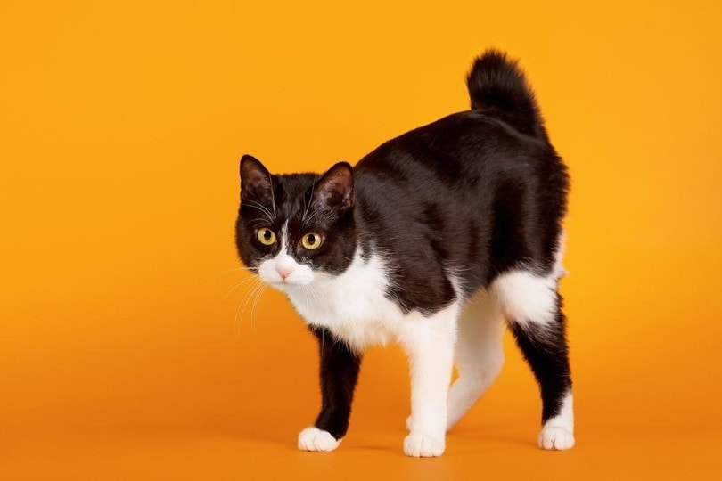 một con mèo đuôi cộc nhật bản trong nền màu cam