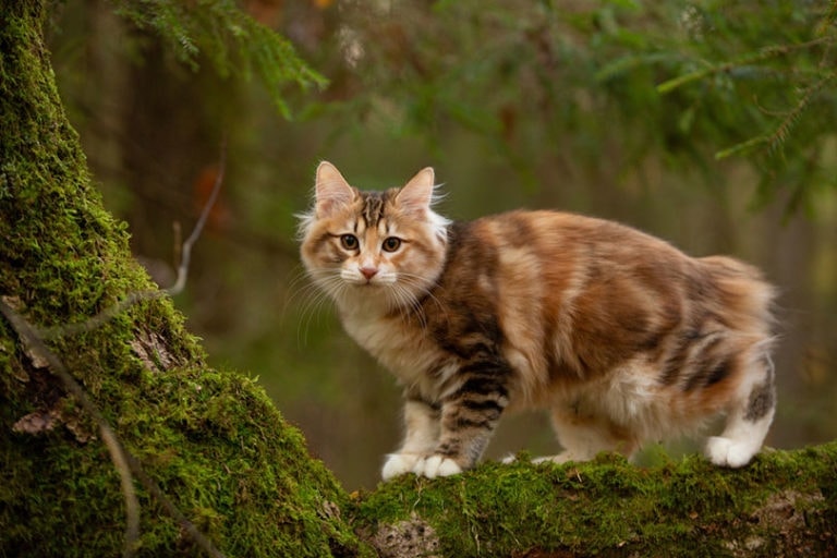 10 Short Tail Cat Breeds (With Info & Pictures) Hepper