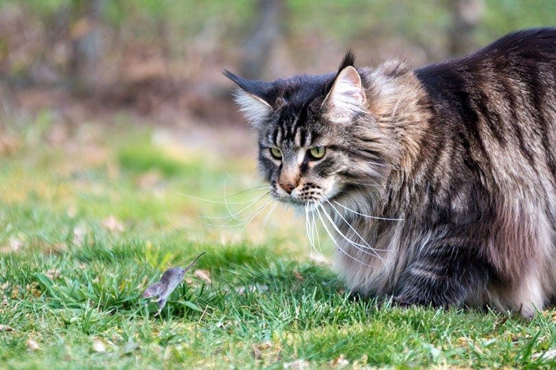 a maine coon cat hunting a mouse outdoor