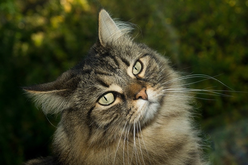 a norwegian forest cat tilting its head