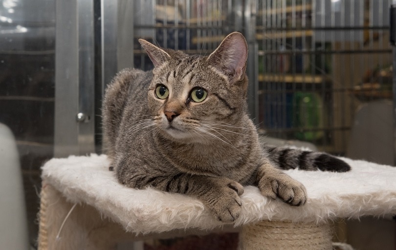 a polydactyl mackerel tabby cat on cat tree