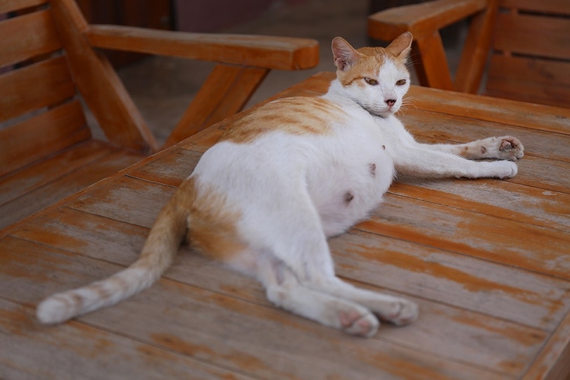 a pregnant cat lying on wooden table