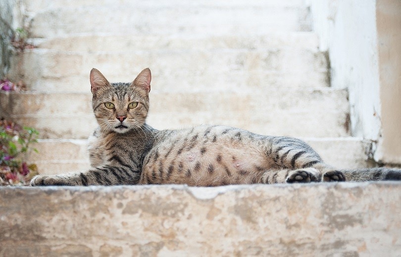 a pregnant tabby cat lying on the stair