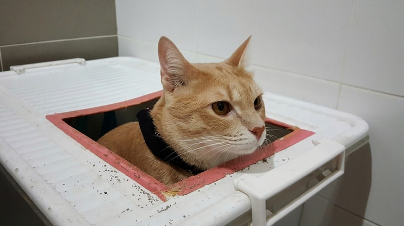 a red tabby cat uses a DIY litter box