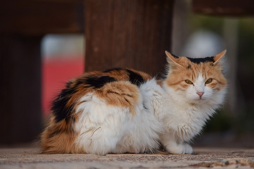 a stray cat lying on a sidewalk