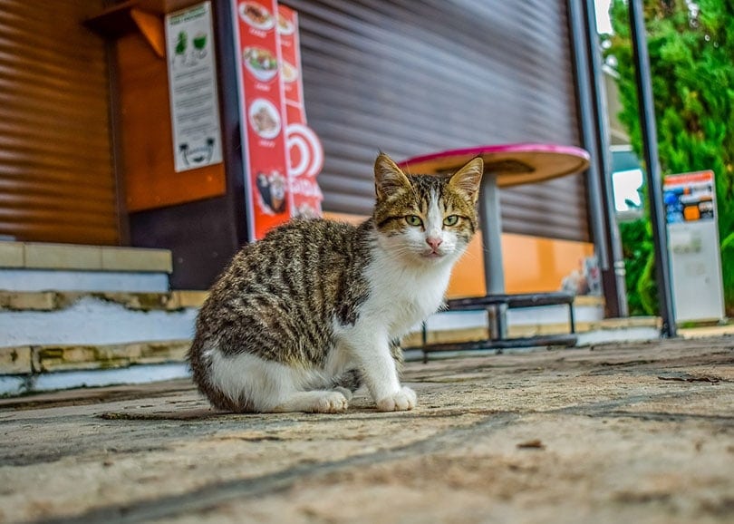 a stray cat sitting at the sidewalk