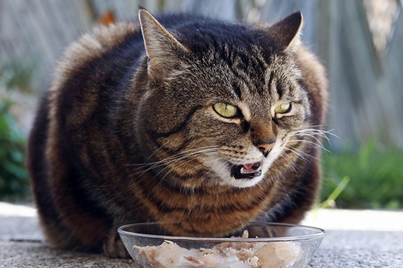 a tabby cat eating from a bowl