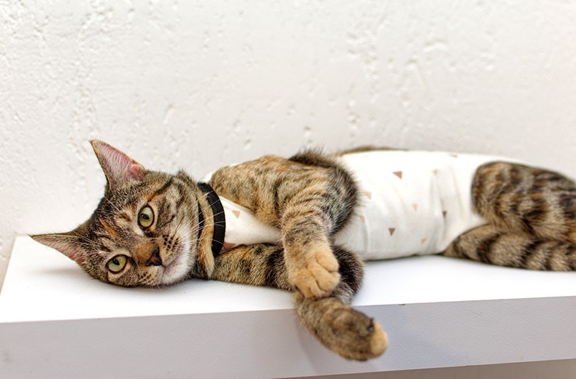 một con mèo mướp trong chăn y tế sau khi phẫu thuật thiến