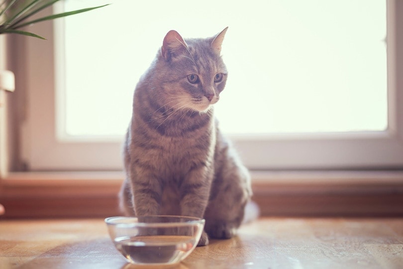một con mèo mướp ngồi cạnh một bát nước