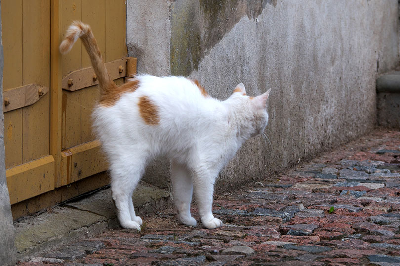 một con mèo trắng xịt cổng gỗ