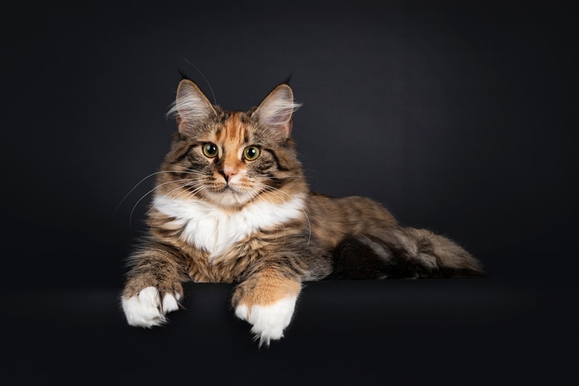 a young polydactyl tortie Maine Coon cat on a dark background