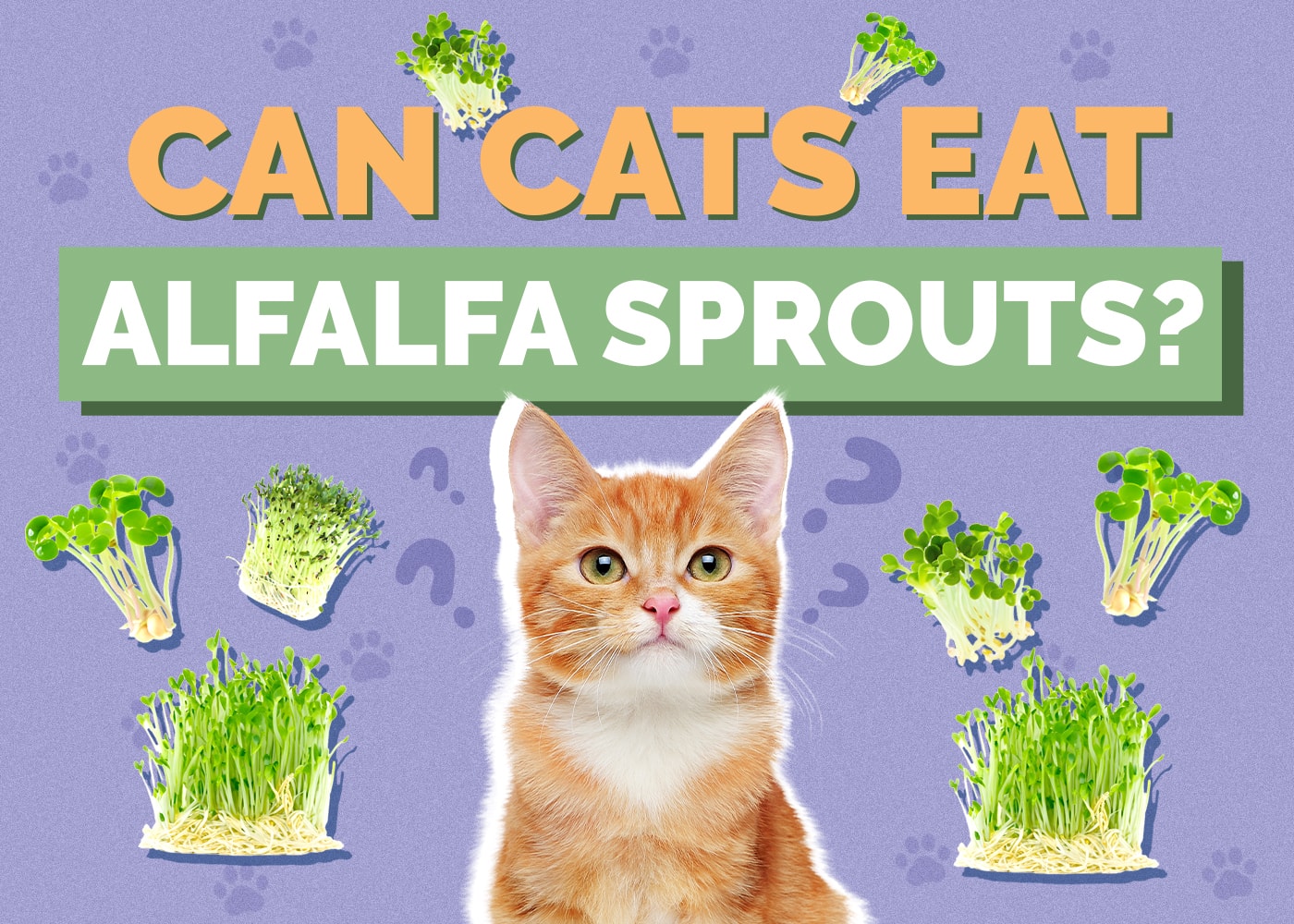 Can Cats Eat alfalfa-sprouts