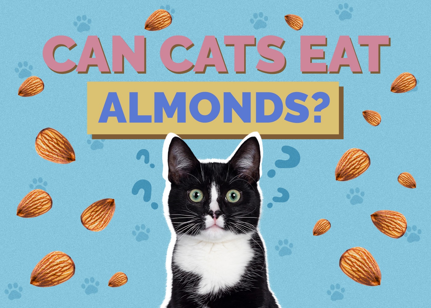 Can Cats Eat almonds