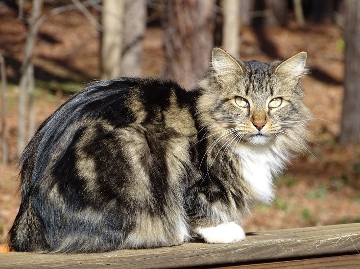 American bobtail cat