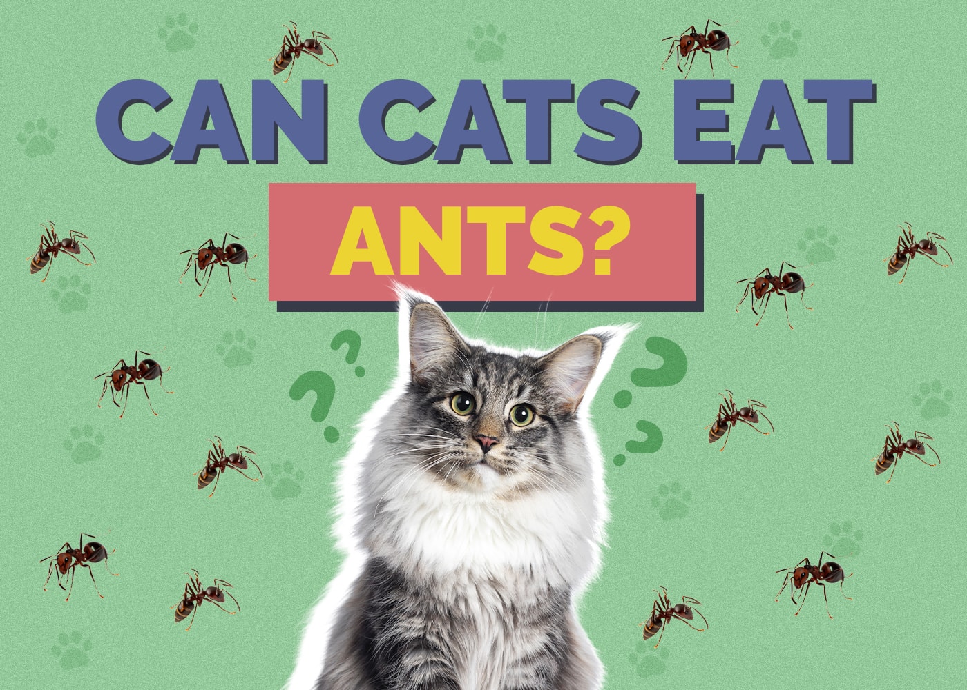 Can Cats Eat ants