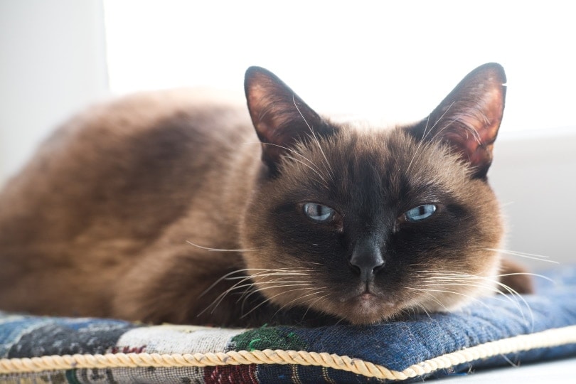 How Long Do Siamese Cats Live? Average Lifespan, Data & Care | Hepper