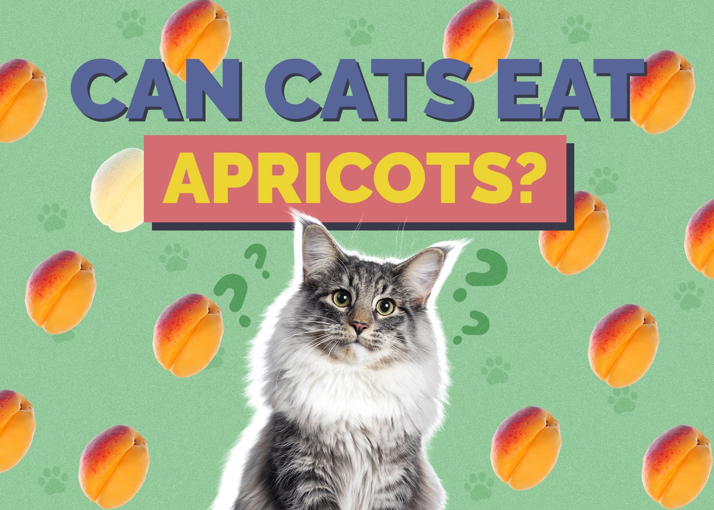 Can Cats Eat apricots