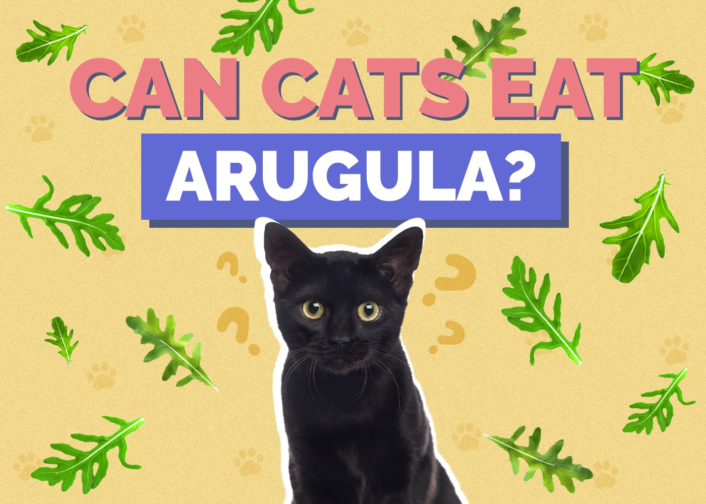 Can Cats Eat arugula