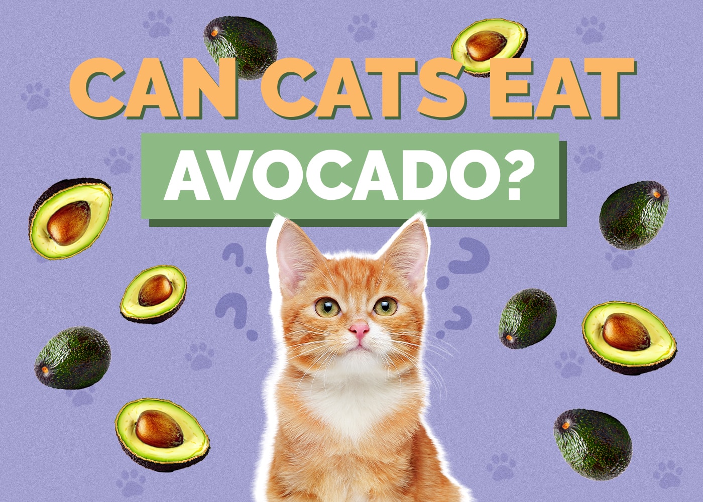 Can Cats Eat avocado