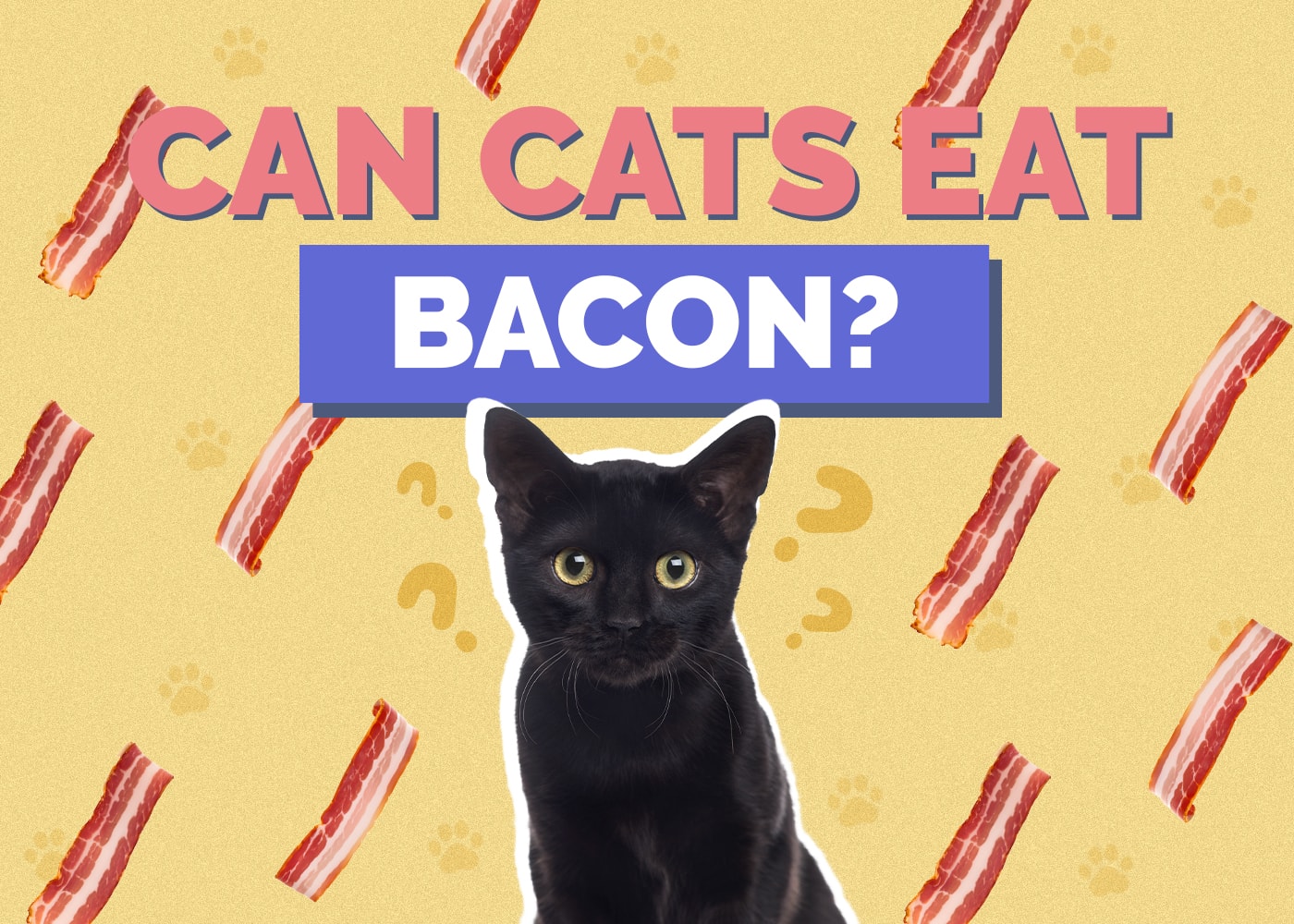 Can Cats Eat bacon