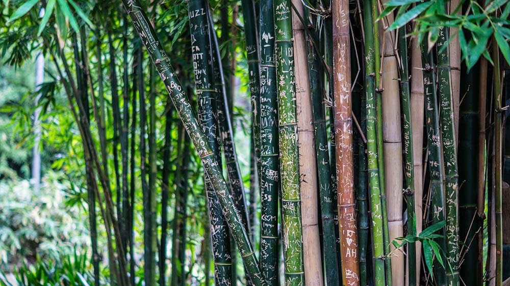 Can Cats Eat Bamboo? Is It Toxic to Cats?