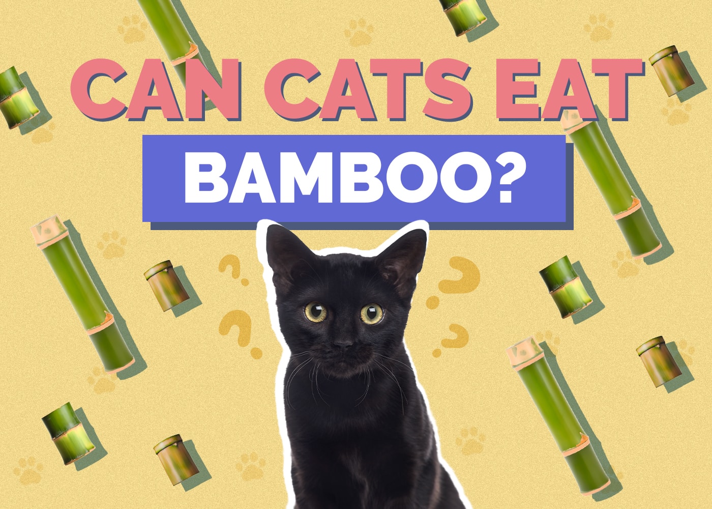 Can Cats Eat bamboo