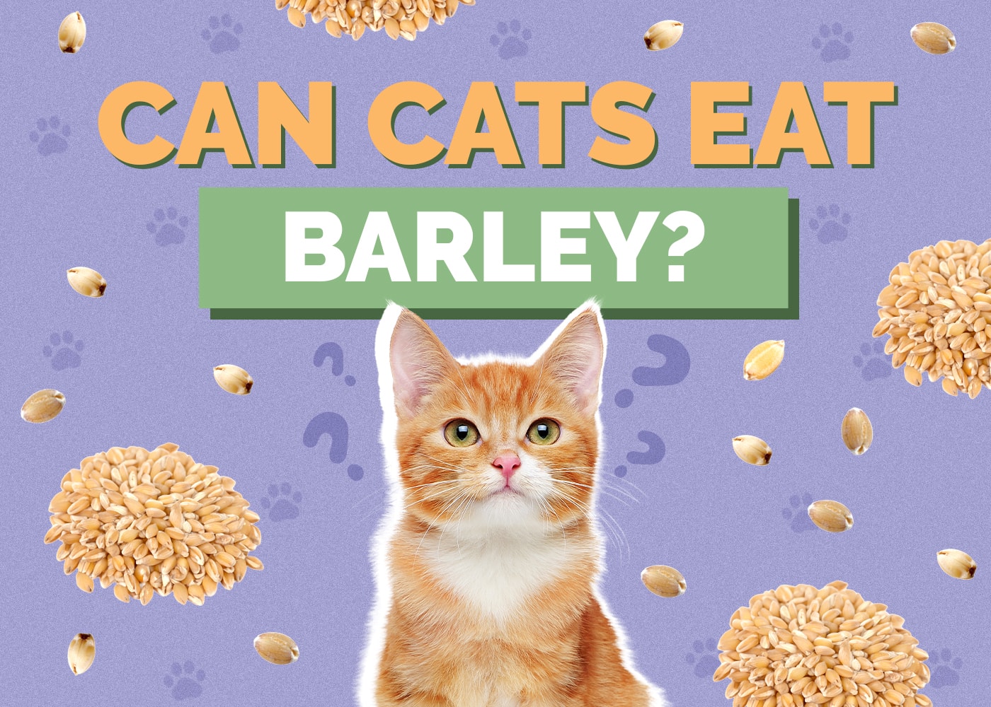 Can Cats Eat barley