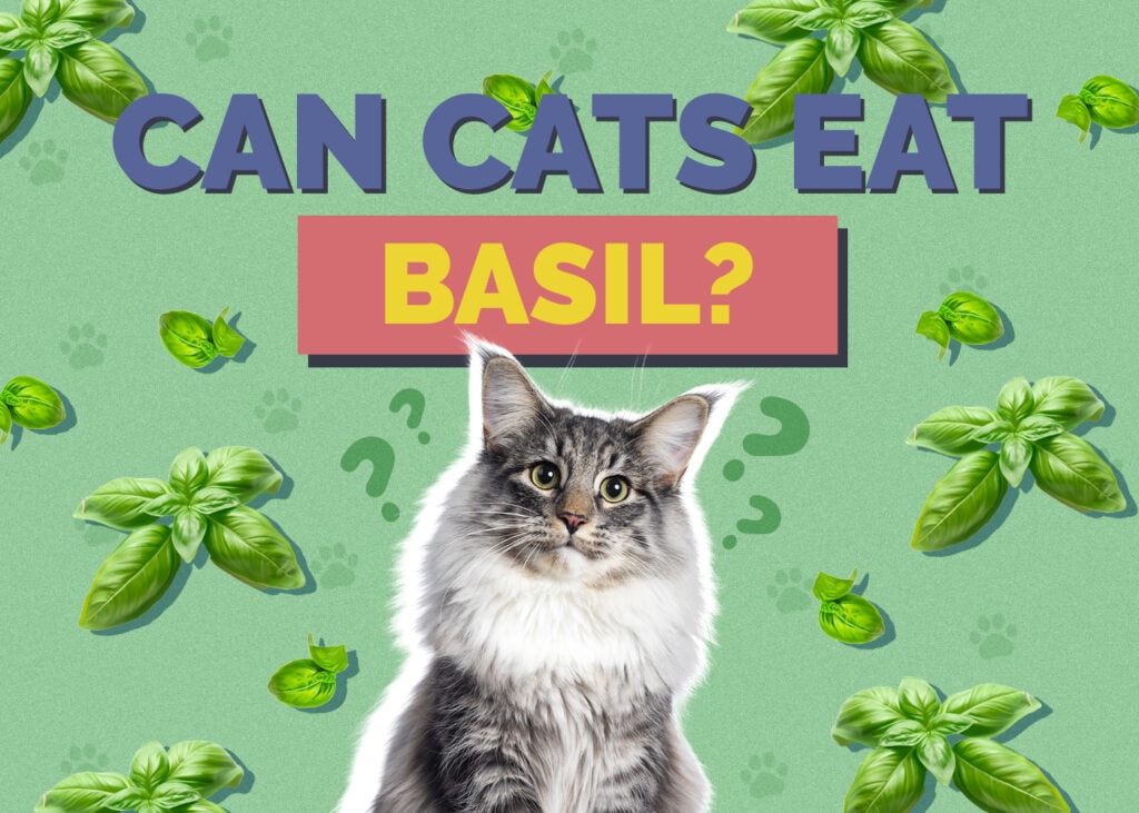 Can Cats Eat basil