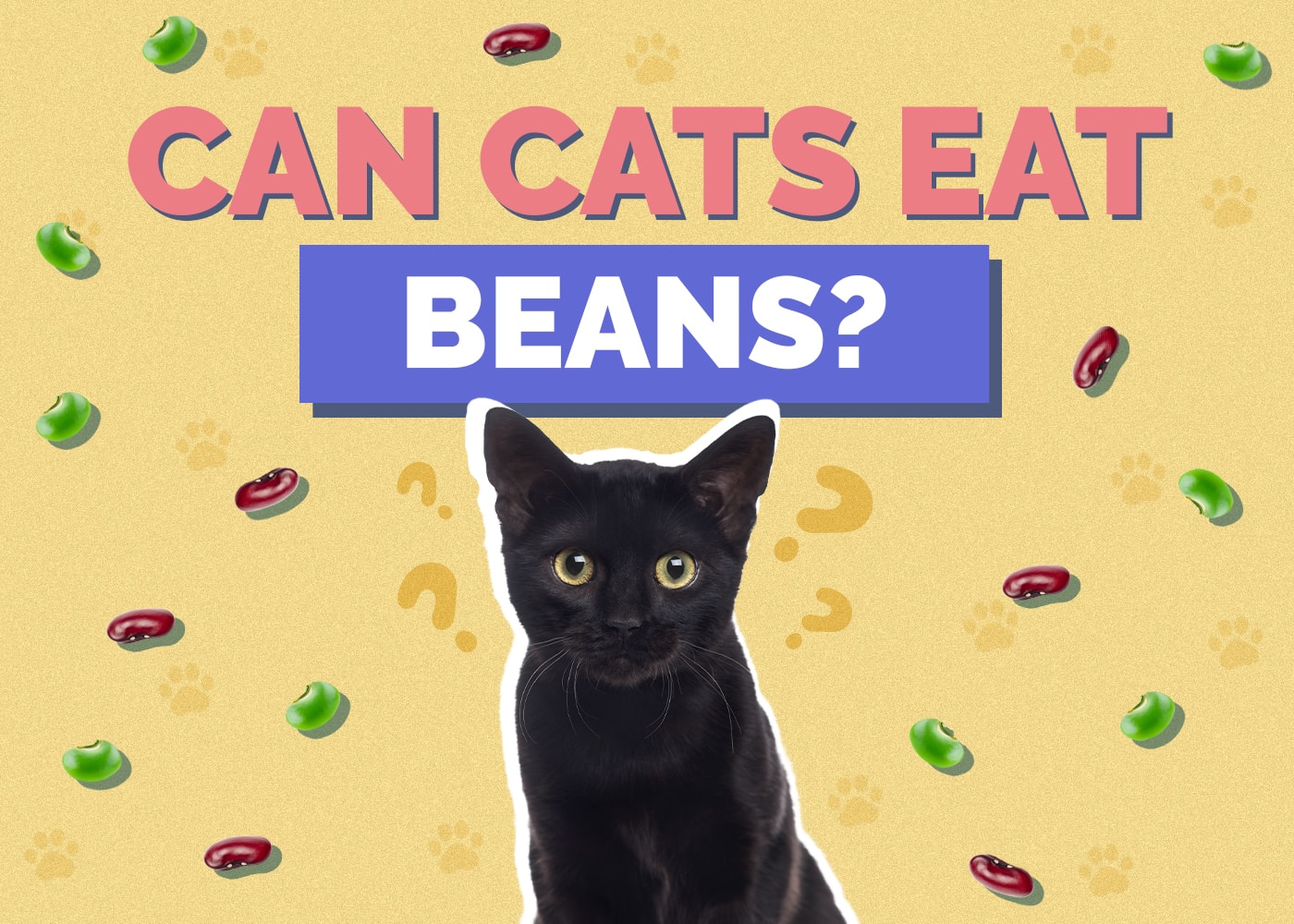 Can Cats Eat beans
